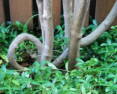 造園 住宅の庭 外構の青山造園